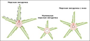 starfishesschema1