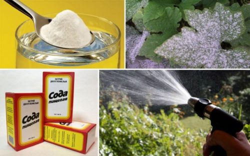 Как помогает соль, сода, дрожжи, кока-кола и другие продукты дачникам в саду и огороде
