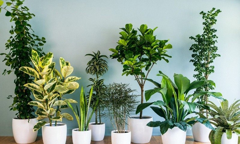 15 неубиваемых домашних растений, которые выживут почти без ухода