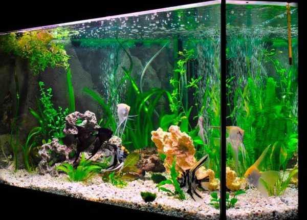 Кого поселить в аквариуме, чтобы не пришлось его чистить akvarium