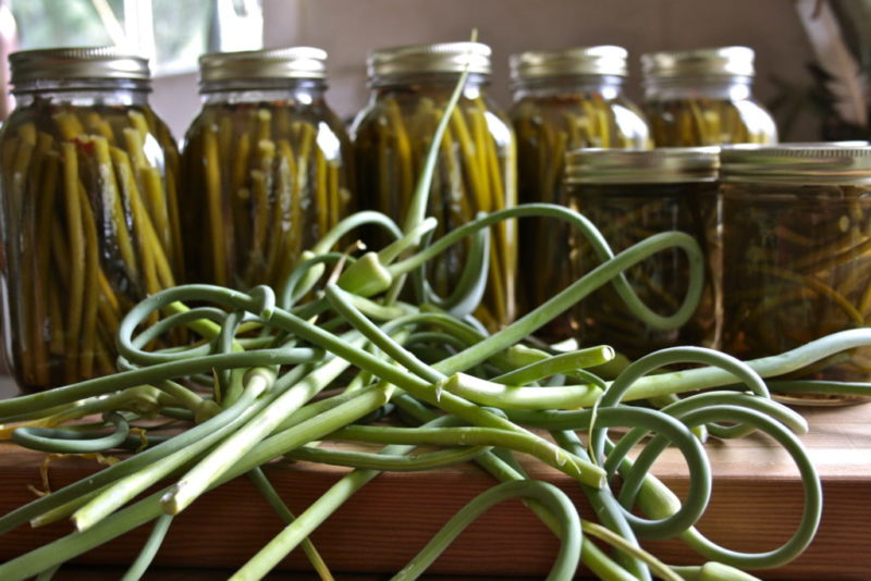 Маринуем чесночные стрелки: вкусное дополнение к мясу Чесночные стрелки