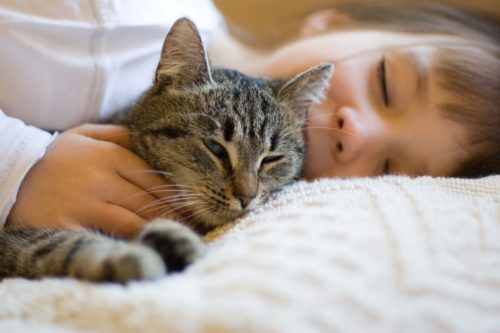 Улучшает настроение и здоровье за счет кошек: кошкотерапия