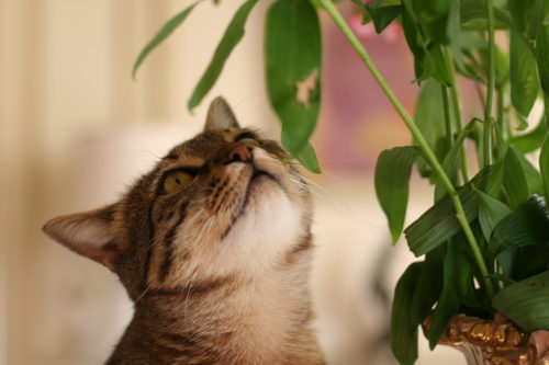 Кот ест цветы: безопасные но эффективные способы отучить питомца