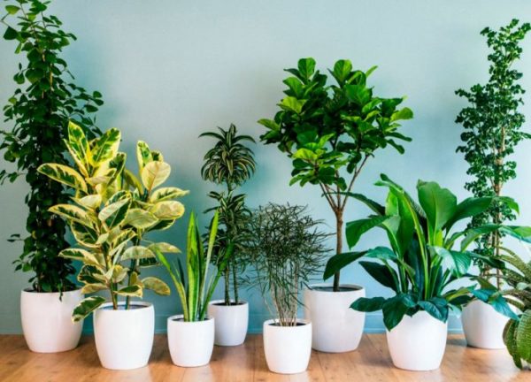 10 лучших комнатных растений для очистки воздуха