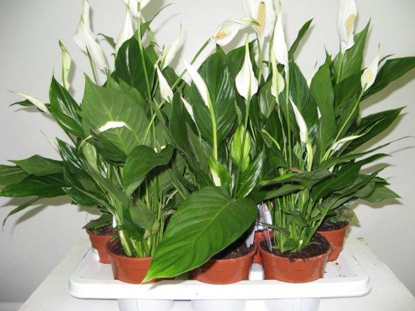 10 лучших комнатных растений для очистки воздуха