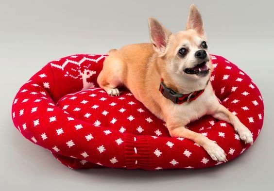 Кремация животных: особенности процедуры mesto dlja sobaki