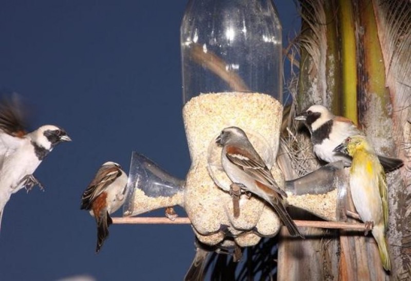 10 ненужных предметов, из которых выйдет отличная кормушка для птиц