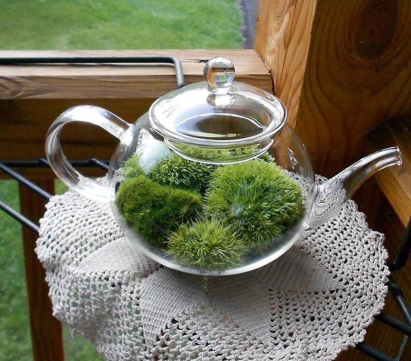Домашний мини-сад: как сделать флорариум в стеклянном чайнике