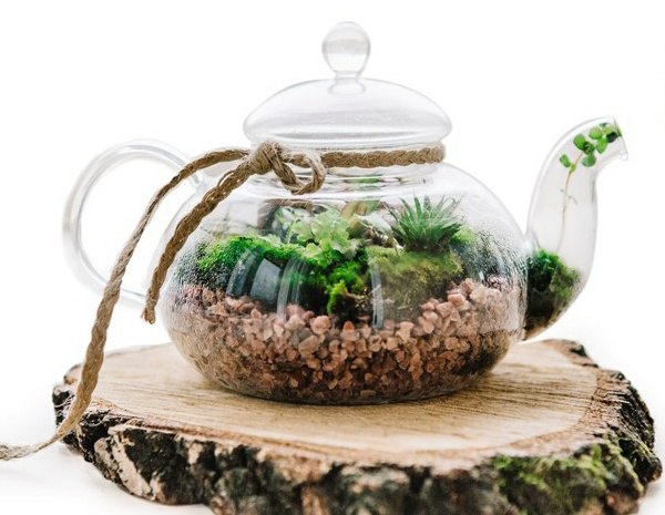 Домашний мини-сад: как сделать флорариум в стеклянном чайнике
