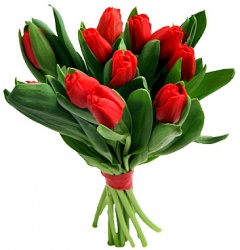 Тюльпаны: любимые цветы для миллионов людей