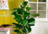 Виды и сорта фикуса