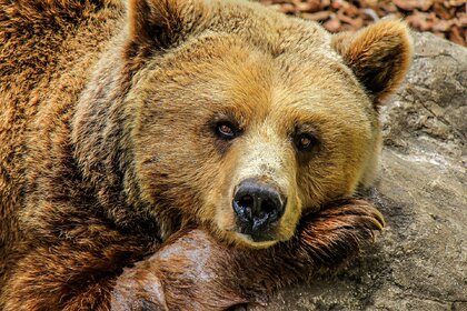 Названы причины массового отравления зверей в российском зоопарке