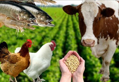 Полезные советы по выбору кормовых добавок для сельскохозяйственных животных
