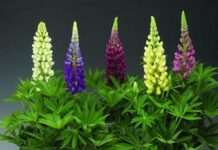Тонкости выращивания цветка люпин