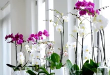 Орхидеи в интерьере квартиры