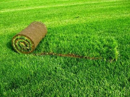 Рулонный газон: правила ухода