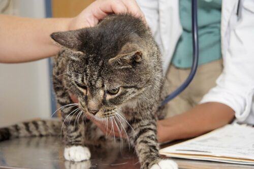 Лечение кожных заболеваний у кошек