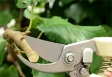 Садовый секатор: как выбрать?