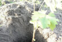 Как посадить саженцы винограда?