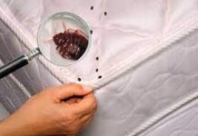 Как уничтожить клопов в квартире?