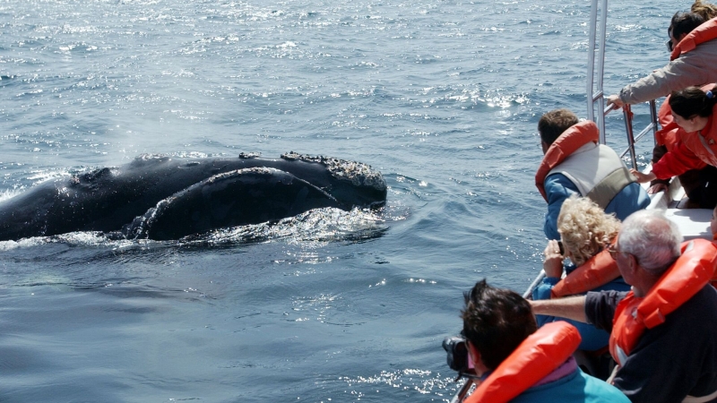 На юге Аргентины погибли 30 китов