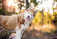 Топ-3 пород собак с плохим здоровьем