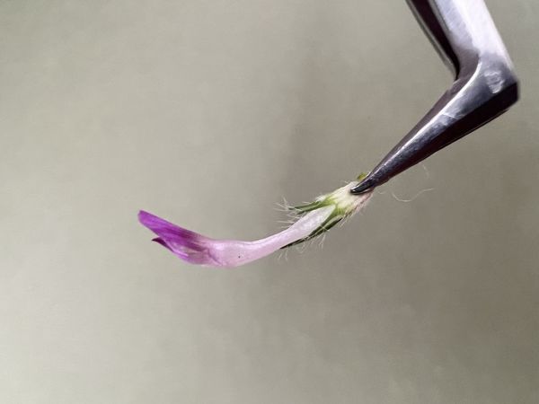 Как я делаю тонкую ножку у цветка клевера