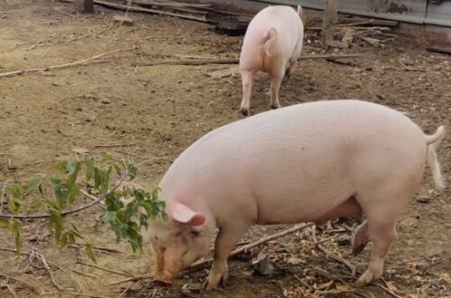 БМВК для свиней: эффективность и преимущества использования