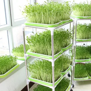 Что нужно для выращивания микро-зелени в квартире?