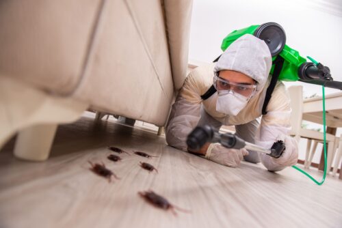 Безпощадная борьба с тараканами: как избавиться от них в вашей квартире