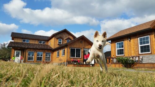 Как подготовить дом и сад к появлению в доме собаки