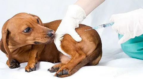 Вакцинация собак: когда и какие прививки необходимо делать