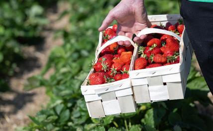 Врач рассказала об удивительной пользе популярной в России ягоды