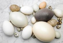 Ученые рассказали, чем полезны яйца