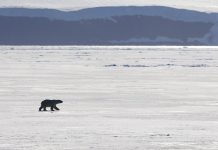 Россия вышла из соглашения с Евроарктическим регионом по реагированию на ЧС