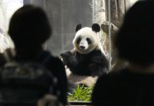 Япония впервые с 1973 года лишится всех панд в своих зоопарках