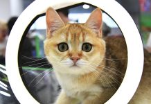 На Тайване начнут штрафовать за отказ чипировать кошек