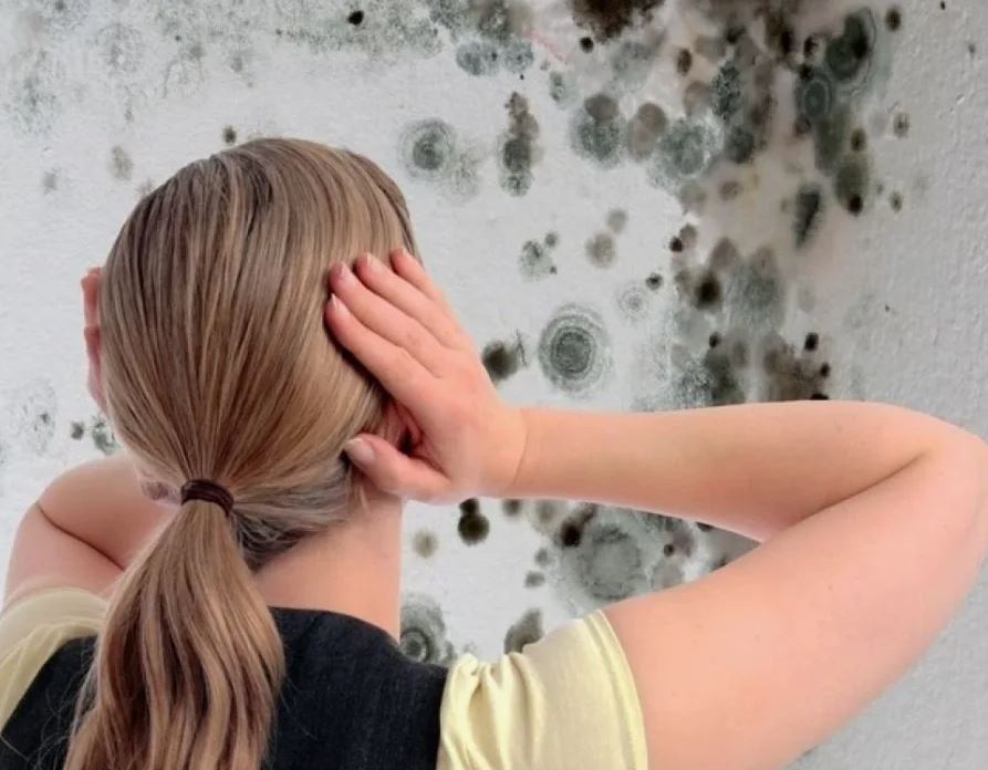 Плесень на стенах: причины появления и способы устранения