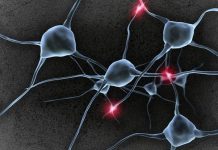 Тормоза для больного мозга: ученые научились создавать нейроны, сдерживающие шизофрению