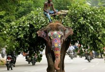 В Непале рассказали о судьбе слона-убийцы