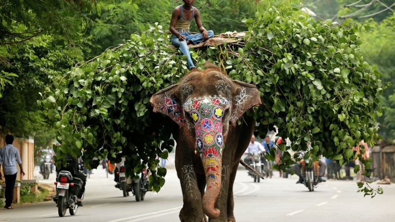 В Непале рассказали о судьбе слона-убийцы