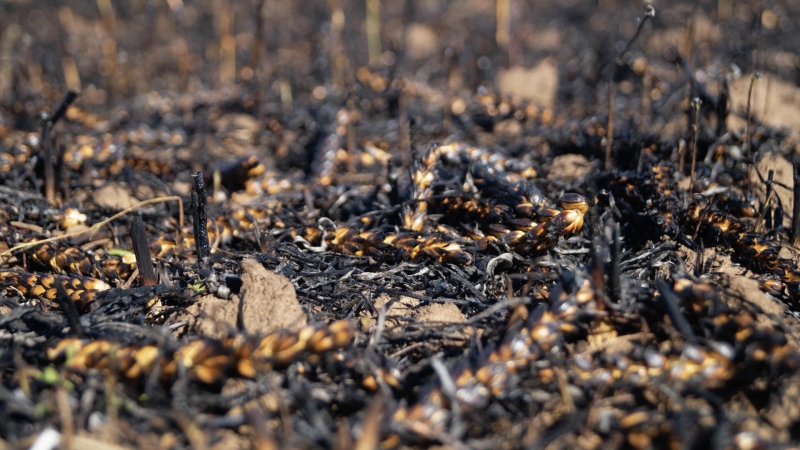 ВСУ за день нанесли почти 100 ударов по Херсонской области