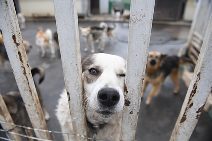 Зоозащитники рассказали о расправе над собаками в воронежском приюте